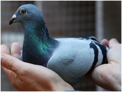 Bhagalpur chor inter house thief stole 118 pigeons not clothes and mobile police surprised | भागलपुरः घर में घुसकर चोर ने कपड़े और मोबाइल नहीं 118 कबूतरों को चुराया, पुलिस हैरान