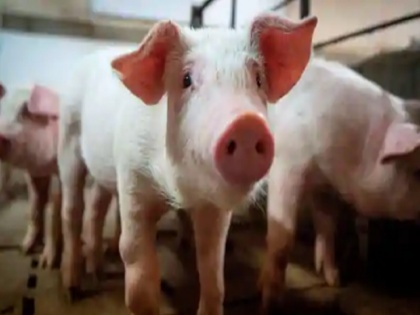 More than 100 pigs died in Ranchi, know why they lost their lives | रांची में हुई 100 से अधिक सुअरों की मौत, जानिए क्यों गई जान