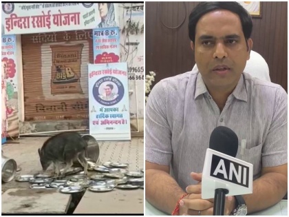 Pigs licking Indira's kitchen utensils Rajasthan video went viral BJP targeted action | राजस्थान: इंदिरा रसोई के बर्तनों को चाट रहे थे सूअर, वीडियो हुआ वायरल तो भाजपा ने साधा निशाना-हुई कार्रवाई