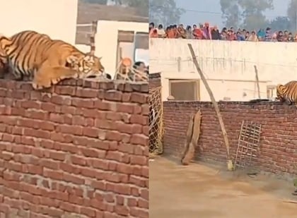 Viral video Tiger lounges on compound wall in UP village for hours Tigress captured in cage after 12 hours of hard work in Pilibhit | Tiger in UP village: 12 घंटे की कड़ी मशक्कत के बाद पिंजरे में कैद, बाघिन की गर्जना सुनकर गांव के लोग डरे, देखें वायरल वीडियो
