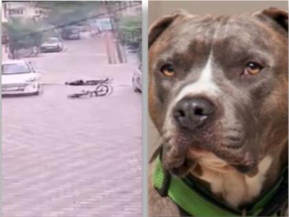 VIDEO: A pitbull dog fatally attacks a child playing in a housing society in Hapur, shocking footage surfaces | VIDEO: हापुड़ में हाउसिंग सोसाइटी में खेल रहे बच्चे पर पिटबुल कुत्ते ने किया जानलेवा हमला, हैरान करने वाले फुटेज आया सामने