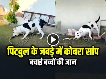 Pitbull Fight Cobra Saved children Lives Video Goes Viral on Social Media | VIDEO: पिटबुल के जबड़े में कोबरा सांप!, बचाई बच्चों की जान, दांतों से चबा डाला, देखें वायरल वीडियो