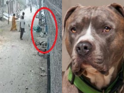 pitbull dog attack on women swaroop nagar delhi viral video | Pitbull Dog attack on woman: मेरे घर के आगे तेरा कुत्ता शौच नहीं करेगा, पिटबुल ने महिला को काटकर किया घायल, वीडियो वायरल