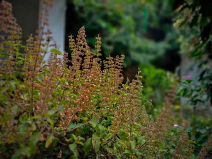 Pitru Paksha 2024 Significance Of Tulsi Puja In Honouring Ancestors | Pitru Paksha 2024: क्या पितृ पक्ष के दौरान की जा सकती है तुलसी पूजा? जानिए क्या है इसके पीछे का विशेष महत्व