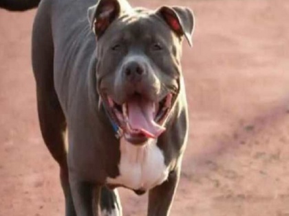 Kanpur municipal corporation Ban on keeping dogs of Pitbull and Rottweiler breeds in house | कानपुर में पिटबुल और रॉटवीलर नस्लों के कुत्ते पालने पर बैन, किसी ने पाला तो लगेगा 5 हजार का जुर्माना, निरस्त हुए कई पंजीकरण