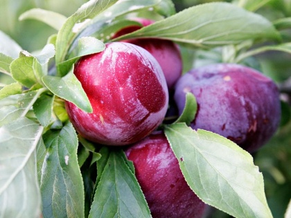 amazing health benefits of plum for skin, diabetes, weight loss, cancer | डायबिटीज, मोटापा, कैंसर जैसी इन 6 बीमारियों से बचाता है यह सस्ता फल