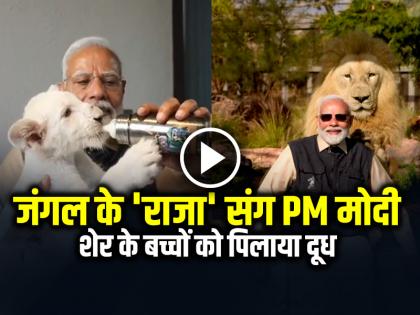 PM Modi Fed Milk to Lion Cubs from a Bottle at Vantara in jamnagar Watch the Video | VIDEO: शेर के बच्चों को PM मोदी ने बोतल से पिलाया दूध, देखें वीडियो PM Modi Fed Milk to Lion Cubs from a Bottle at Vantara in jamnagar Watch the Video | VIDEO: शेर के बच्चों को PM मोदी ने बोतल से पिलाया दूध, देखें वीडियो