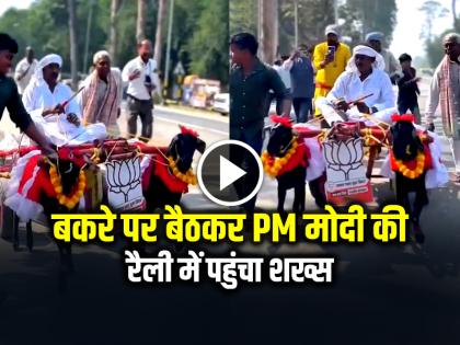 PM Modi Rally Man arrived at PM Modi rally riding a goat | VIDEO: बकरे पर बैठकर PM मोदी की रैली में पहुंचा शख्स, नजारा देख हैरान रह गए लोग, देखें वायरल वीडियो