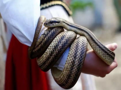 Chinese woman buys poisonous snake online to make wine and gets bitten and dies | शराब बनाने के लिए खरीदा था ई-कॉमर्स वेबसाइट से जहरीला सांप, खुद बन गई शिकार  