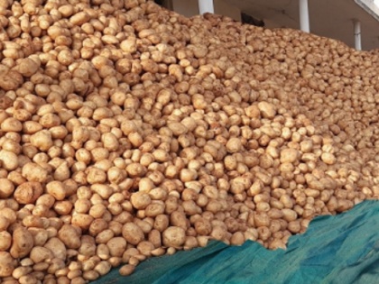 Uttar Pradesh Yogi Adityanath Govt will buy 10 lakh metric tonnes of potatoes from farmers | यूपी में आलू की बंपर पैदावार, किसानों के लिए लागत निकलना भी मुश्किल, योगी सरकार अब खरीदेगी 10 लाख मीट्रिक टन आलू
