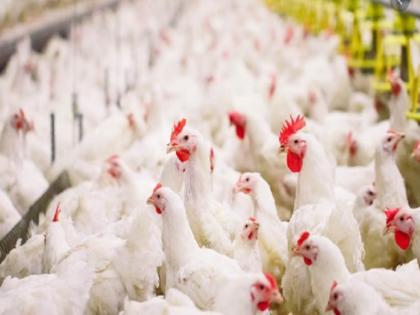 Maharashtra: Owner of poultry firm approached police after hens stopped laying eggs | मुर्गियों ने अंडा देना बंद किया तो पोल्ट्री फर्म के मालिक ने पुलिस में कर दी शिकायत, जानें क्या है पूरा मामला Maharashtra: Owner of poultry firm approached police after hens stopped laying eggs | मुर्गियों ने अंडा देना बंद किया तो पोल्ट्री फर्म के मालिक ने पुलिस में कर दी शिकायत, जानें क्या है पूरा मामला