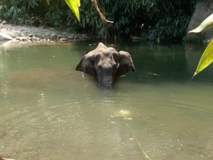 Kerala government orders probe into pregnant elephant death, Centre seeks report | गर्भवती हथनी की मौत मामले में केरल की पिनराई विजयन सरकार ने दिए जांच के आदेश, केन्द्र ने मांगी रिपोर्ट