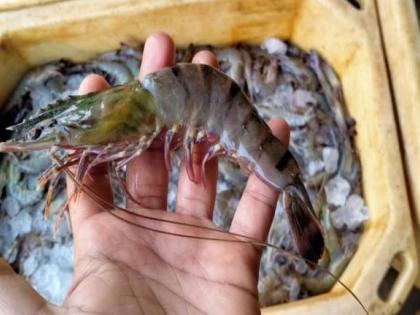 Trade war Preparations send 35000-40000 tonnes of shrimp America amid 26 percent duty | Trade war: 26 प्रतिशत शुल्क के बीच अमेरिका को 35000-40000 टन झींगा भेजने की तैयारी?