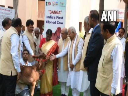 President Draupadi Murmu met India first cloned cow Ganga in ndri haryana karnal video | वीडियो: भारत की पहली क्लोन गाय 'गंगा' से मिलीं राष्ट्रपति द्रौपदी मुर्मू, पास जाकर ऐसे किया दुलार