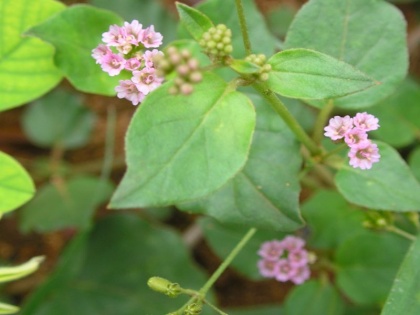 Boerhavia diffusa or Punarnava herbs you can use as a medicine to treat kidney disease | किडनी के मरीजों के लिए खुशखबरी! हर जगह मिलने वाले इस पौधे से हो सकता है किडनी रोगों का इलाज