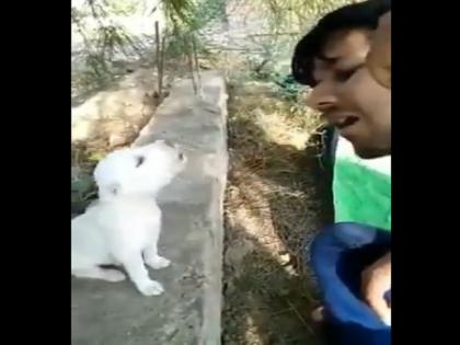 Puppy trying to sing video gone viral on social media | कुत्ते के बच्चे को सुर लगाते कभी देखा है आपने? वायरल हो रहा है ये वीडियो, आप भी देखें Puppy trying to sing video gone viral on social media | कुत्ते के बच्चे को सुर लगाते कभी देखा है आपने? वायरल हो रहा है ये वीडियो, आप भी देखें