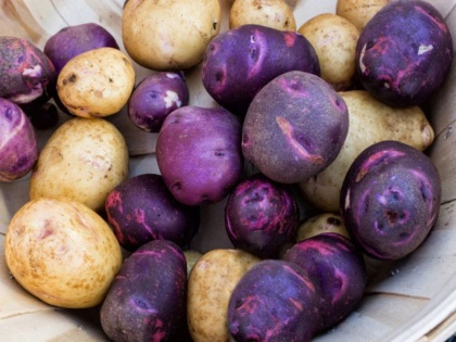 health benefits of purple potatoes colon cancer, weight loss, blood clots and cancer | पेट के कैंसर, खून के थक्के, मोटापे का दुश्मन हैं बैंगनी आलू, ये भी हैं जबरदस्त फायदे