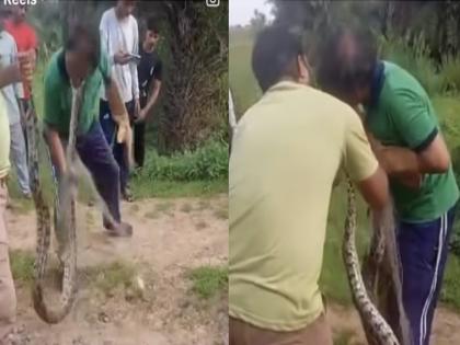 Giant Python Bites Man's Cheek, Latches On For Over 40 Seconds; Rescued After Long Struggle | VIDEO: विशालकाय अजगर को पकड़ने की कोशिश कर रहा था शख्स, सांप ने सीधे गाल पर काटा, 40 सेकंड से ज़्यादा समय तक लिपटा रहा
