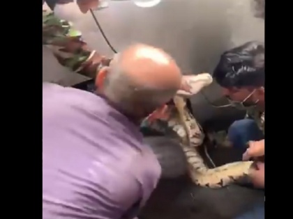 indian rock python rescues caught under wheels car in mumbai watch video | मुंबई में बीच सड़क पर कार के चक्के पर लिपटा मिला विशाल अजगर, ऐसे निकाला गया बाहर, देखें वीडियो