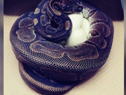 America ball python lays eggs without being around any male for decade | नर से कई सालों से मिलन नहीं फिर भी मादा अजगर ने दिए 7 अंडे, चिड़ियाघर के अधिकारी हैरान, जानिए पूरा मामला