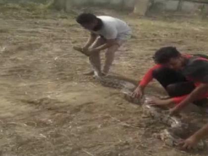 Mumbai 10 Feet Long python to undergo plastic surgery | 10 फीट लंबे अजगर की होगी प्लास्टिक सर्जरी, जानिए आखिर क्यों करना पड़ रहा है ऐसा Mumbai 10 Feet Long python to undergo plastic surgery | 10 फीट लंबे अजगर की होगी प्लास्टिक सर्जरी, जानिए आखिर क्यों करना पड़ रहा है ऐसा