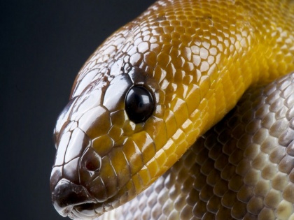 python swallowed woman alive in indonesia | सात मीटर लम्बे अजगर ने 54 वर्षीय महिला को जिंदा निगला