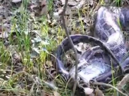 python swallowing a deer IFS officer video share on twitter | जब पूरे हिरण को अजगर ने निगल लिया, देखें नजारा, सोशल मीडिया वीडियो वायरल