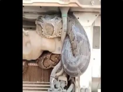 WATCH: Python hidden in the engine of a truck traveled from UP to Bihar, workers were shocked when they saw it | WATCH: ट्रक के इंजन में छिपे अजगर ने यूपी से बिहार तक किया सफर, जब मजदूरों ने देखा तो हुए हैरान WATCH: Python hidden in the engine of a truck traveled from UP to Bihar, workers were shocked when they saw it | WATCH: ट्रक के इंजन में छिपे अजगर ने यूपी से बिहार तक किया सफर, जब मजदूरों ने देखा तो हुए हैरान