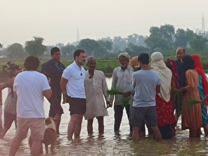 Rahul Gandhi reached farmers in Sonepat Haryana on Saturday where he planted paddy | खेतों में धान की रोपाई करने पहुंचे राहुल गांधी, ट्रैक्टर चलाते हुए दिखें किसान के अंदाज में