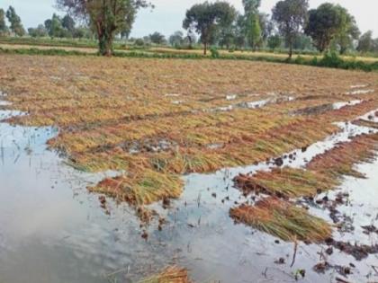 Heavy loss to farmers due to rain, concrete policy needed to recover from it | ब्लॉग: बेमौसम बारिश से किसानों को भारी नुकसान, कुदरत के ऐसे कहर से उबारने के लिए ठोस नीति की जरूरत