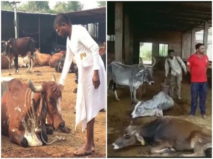 Rajasthan dangerous incurable lsdv disease from Pakistan took lives of 1200 cows 25000 cattle got infected | राजस्‍थान: पाकिस्तान से आए इस खतरनाक लाइलाज रोग ने ली 1200 गायों की जान, 25000 मवेशी हुए संक्रमित