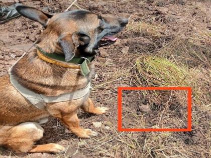Army dog ​​Alvin did great job discovered a huge landmine jk rajouri LoC averted major accident | J&K: सेना के कुत्ते एल्विन ने किया कमाल, एलओसी पर खोजा एक बारूदी सुरंग, बड़ा हादसा टला