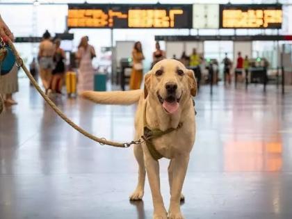 Hyderabad Rajiv Gandhi International Airport deploys toy poodles to welcome travelers, ease anxiety see video | आरजीआईए पर आएं और आपको प्यारा सा पिल्ला करेगा वेलकम?, आखिर क्या है वजह