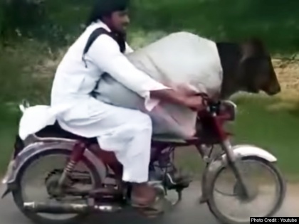 Pakistani man rides bike with cow sitting in front Watch viral video | पाकिस्तान में बाइक से सफर कर रही है गाय, VIDEO देख भौचक्के हुए लोग
