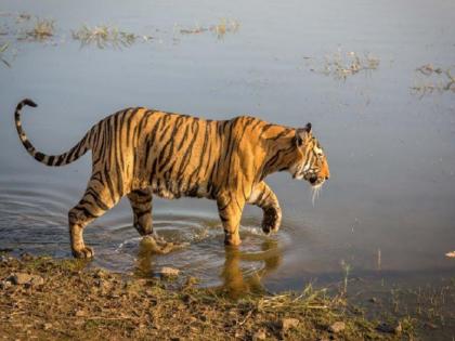 Coronavirus pandemic impact on Ranthambore Tiger Reserve decrease in tourists number | कोरोना महामारी का रणथंभौर टाइगर रिजर्व पर भी असर, देशी-विदेशी पर्यटकों की संख्या में भारी कमी Coronavirus pandemic impact on Ranthambore Tiger Reserve decrease in tourists number | कोरोना महामारी का रणथंभौर टाइगर रिजर्व पर भी असर, देशी-विदेशी पर्यटकों की संख्या में भारी कमी