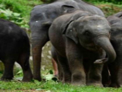 Rapidly decreasing number of elephants becoming a matter of concern | ब्लॉग: चिंता का विषय बनती जा रही हाथियों की तेजी से घटती संख्या