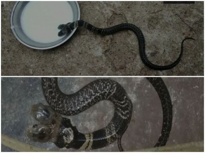 Rare snake with 2 heads found in Begusarai Bihar due to heavy demand sells 2 crores china | बिहार के बेगूसराय में निकला 2 सिर वाला दुर्लभ सांप, भारी मांग के कारण 2 करोड़ में बिकता है यह सर्प
