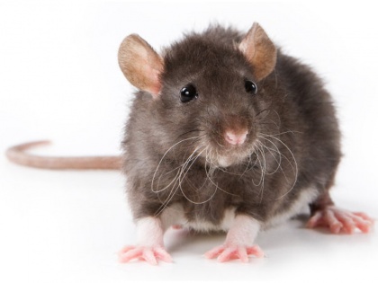 Scientists create baby mice with cells from 2 males for first time | वैज्ञानिकों का कमाल, पहली बार दो नर चूहों की कोशिकाओं से विकसित किए चूहे के बच्चे