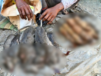 Rat meat is becoming famous food item in Assam | असम में लोग खा रहे हैं अजीबोगरीब मांस, बाजार में जोरों से हो रही इसकी बिक्री