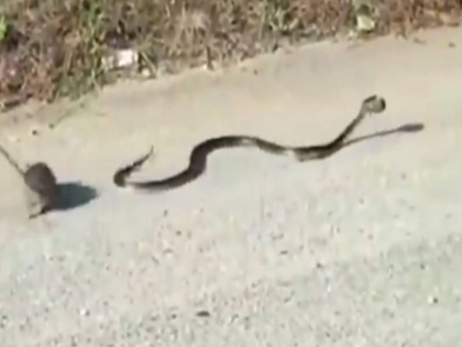 rat fight with snake to save her child video viral on social media | अपने बच्चे को बचाने के लिए सांप से लड़ गई चुहिया, वीडियो वायरल