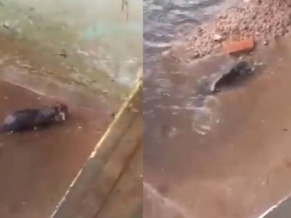 rat chidren down in water mother rescue video viral on social media | भारी बारिश से बिल में घुस गया पानी, फिर चुहिया ने कुछ ऐसे बचाई अपने बच्चों की जान, देखें वायरल वीडियो