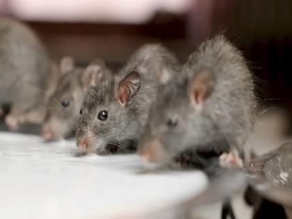 Bihar Jahanabad strange case mice and ants eats digital X-ray machine | चूहे और चिटियां खा गई 22 लाख की डिजिटल एक्सरे मशीन! बिहार में सामने आया अजब मामला, विधायक सुनकर हुए दंग