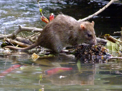 Leptospirosis Infection Alert in Mumbai after Flood, 4 died in 24 hours | मुंबईः बाढ़ के बाद फैली जानलेवा बीमारी, संक्रमण होने के 24 घंटे के अंदर मौत, अब तक 4 जानें गईं