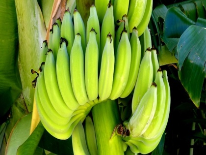 health tips amazing health benefits of eat raw bananas for diabetes, obesity and piles | रोज 1 कच्चा केला खाने से होगा डायबिटीज, मोटापा सहित इन 7 रोगों का नाश, ऐसे खायें
