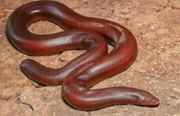 red sand boa two headed snake sold in foreign market for millions of rupees | भारत में पाया जाता है ये खास सांप, अंतरराष्ट्रीय बाजार में लाखों रुपए में बेच रहे तस्कर