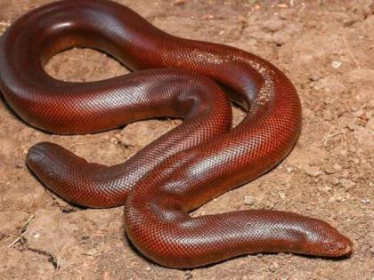 red sand boa snake Bahraich four smugglers arrested uttar pradesh rare species found worth crores in international market | दुर्लभ प्रजाति का दो मुंह वाला रेड सैंड बोआ सांप बरामद, अंतरराष्ट्रीय बाजार में करोड़ों रुपए है कीमत red sand boa snake Bahraich four smugglers arrested uttar pradesh rare species found worth crores in international market | दुर्लभ प्रजाति का दो मुंह वाला रेड सैंड बोआ सांप बरामद, अंतरराष्ट्रीय बाजार में करोड़ों रुपए है कीमत