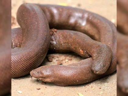 Why India's 'Domunha' snake sells for 25 crores in the international market Know About Red Sand Boa | भारत का 'दोमुंहा' सांप इंटरनेशल मार्केट में 25 करोड़ में क्यों बिकता है?, जानें Red Sand Boa की खास बातें