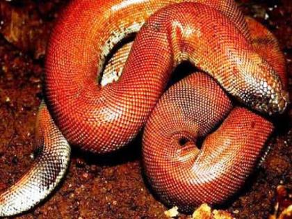 red sand boa snake Smuggling prized bought 10 lakhs cell three million price international market is crores of rupees | बेशकीमती रेड सैंड बोआ सांप की तस्करी, 10 लाख में खरीदा, तीस लाख में बेचने आए थे, अंतरराष्ट्रीय बाजार में करोड़ों रुपए है दाम red sand boa snake Smuggling prized bought 10 lakhs cell three million price international market is crores of rupees | बेशकीमती रेड सैंड बोआ सांप की तस्करी, 10 लाख में खरीदा, तीस लाख में बेचने आए थे, अंतरराष्ट्रीय बाजार में करोड़ों रुपए है दाम