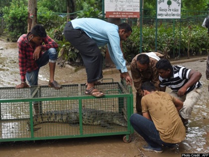 Gujarat: 43 crocodiles caught in Vadodara, now epidemic threat on 22 lakh population! | गुजरातः वडोदरा में 43 मगरमच्छ पकड़े, अब 22 लाख आबादी पर महामारी का खतरा!