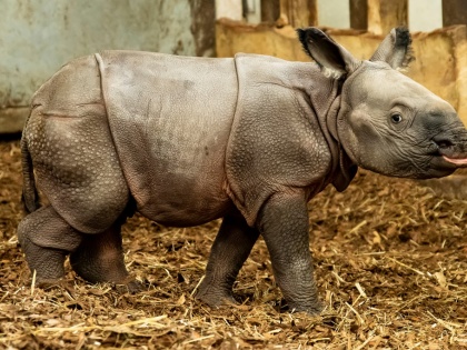 Indian rhinoceros baby is born zoo in Poland Endangered Wrocław Zoo 155-year history | 155 साल के इतिहास में पहली बार विलुप्तप्राय भारतीय गैंडे का जन्म, जानिए खासियत, क्यों है चर्चा में...